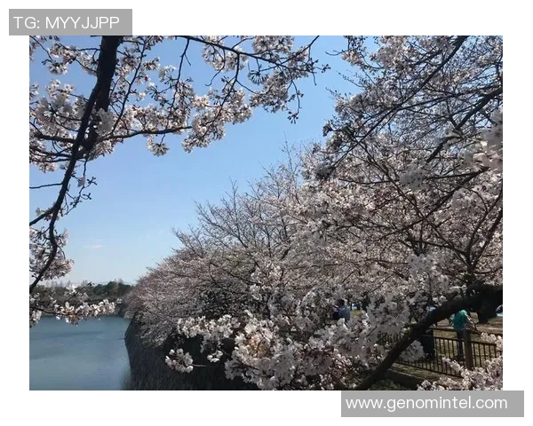 大阪樱花与松本山雅的激烈对决期待精彩瞬间与战术较量